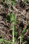 Common dandelion